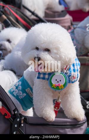 Nagoya, Japon – 20 octobre 2019 : spectacle canin de la jolie chaumiette Bichon Frise dans la cour du château de Nagoya.Nagoya.Japon Banque D'Images