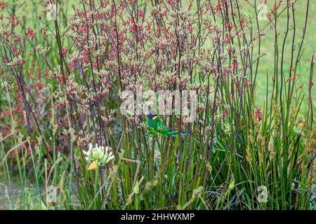 Perroquet à col rond australien mangeant les fleurs chargées de nectar de la Paw de kangourou rouge Banque D'Images