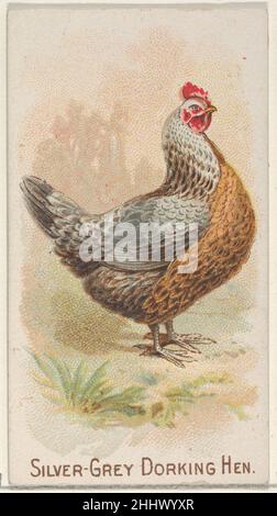 Silver-Grey Dorking Hen, de la série Prize and Game Chiles (N20) pour Allen & Ginter cigarettes 1891 cartes Allen & Ginter American Trade de la série Prize and Game Chiles (N20), émises en 1891 dans un jeu de 50 cartes pour promouvoir les cigarettes Allen & Ginter.Silver-Grey Dorking Hen, de la série Prize and Game Chiles (N20) pour Allen & Ginter cigarettes 409067 Banque D'Images