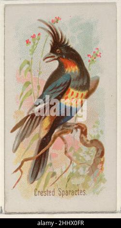 Sparactes à crête, de la série Song Birds of the World (N23) pour cigarettes Allen & Ginter 1890 cartes Allen & Ginter American Trade de la série « Mong Birds of the World » (N23), émises en 1890 dans un jeu de 50 cartes pour promouvoir les cigarettes Allen & Ginter.Sparactes à crête, de la série Song Birds of the World (N23) pour Allen & Ginter cigarettes 409666 Banque D'Images