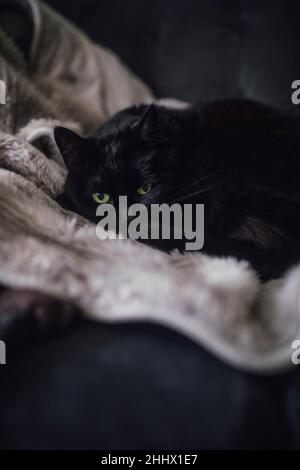 chat noir avec les yeux verts se nappant sur la fausse fourrure grise sur le canapé noir Banque D'Images