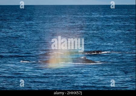 Deux baleines à bosse nageant côte à côte avec un arc-en-ciel formé de leur coup de pulvérisation au large de la côte ouest de Maui, Hawaii, aux États-Unis Banque D'Images