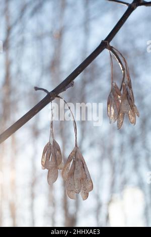 Une branche d'un érable à frêne, avec des graines, sur le fond de la forêt d'hiver nature en flou, photo verticale Banque D'Images