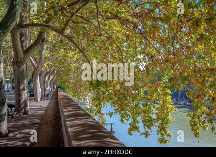 Lungotevere dei Sangallo, une allée de randonnée le long du Tibre, à Rome. Couleurs d'automne, platanes en automne. Banque D'Images