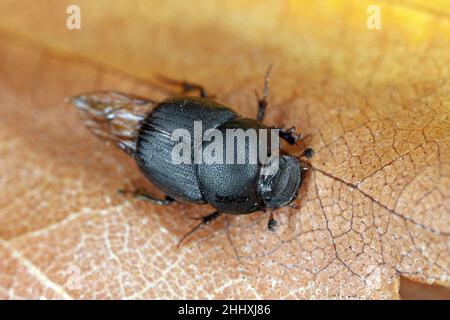 Onthophagus ovatus dung scarabée.Petit dendroctone de la famille des Scarabaeidae.Ces insectes se nourrissent de fèces animales. Banque D'Images