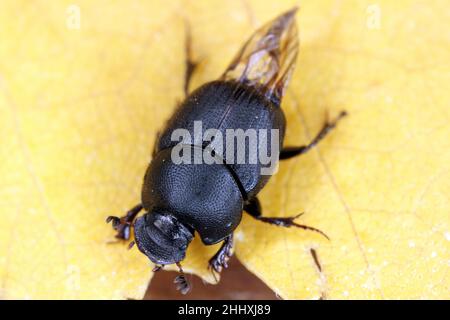 Onthophagus ovatus dung scarabée.Petit dendroctone de la famille des Scarabaeidae.Ces insectes se nourrissent de fèces animales. Banque D'Images