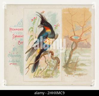 Sparactes à crête, de la série Song Birds of the World (N42) pour Allen & Ginter cigarettes 1890 émise par Allen & Ginter American large Trade Cards de la série « Mong Birds of the World » (N42),Émis en 1890 dans un jeu de 50 cartes pour promouvoir les cigarettes de marque Allen & Ginter.La série N42 reproduit les cartes de N23 dans une plus grande taille.Sparactes à crête, de la série Song Birds of the World (N42) pour Allen & Ginter cigarettes 421997 Banque D'Images