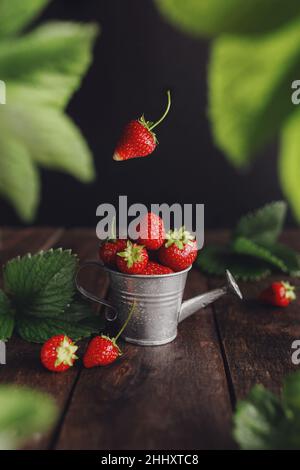 Fraisiers doux frais et humides lévitation dans un arrosoir sur une table en bois, un mur noir, des feuilles vertes, des gouttes d'eau.Fraîcheur, papier peint concept été.ECO, bio fruits de ferme concept dans la clé basse Banque D'Images