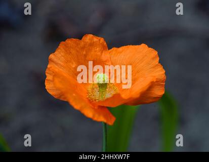 Fleur de pavot gallois orange (Papaver cambricum, Meconopsis cambrica).Il fait partie de la famille des papplicots Papaveraceae. Banque D'Images