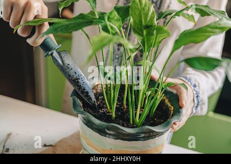 Greffe printanière de plantes de maison dans le sol fertilisé. Les mains de femme avec pelle de jardin sont transplantées dans un nouveau pot de fleur tropical plante spathiphyl Banque D'Images