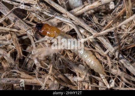 Un chaserer de roses, Cetoniinae, le grub rampent sur un sol de jardin brun Banque D'Images