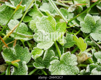 Feuilles vertes congelées Banque D'Images