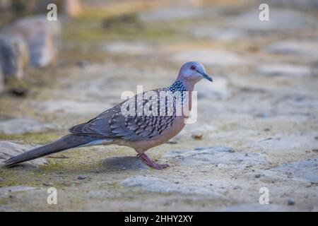 Dove tachetée, Spilopelia chinensis, Uttarakhand, Inde Banque D'Images