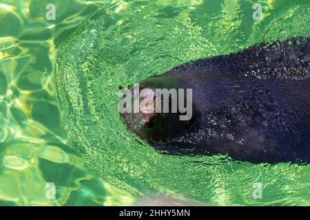 Le lion de mer de Californie (Zalophus californianus) nageant dans une eau. Banque D'Images