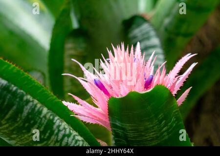 Aechmea fasciata, plante à fleurs de la famille des bromélias en vue rapprochée. Banque D'Images