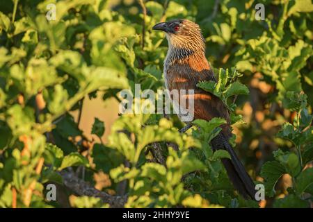 Coucal noir - Centropus grilii, cocoq commun de buissons et savanes africains, Tsavo est, Kenya. Banque D'Images