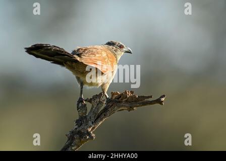 Coucal noir - Centropus grilii, cocoq commun de buissons et savanes africains, Tsavo est, Kenya. Banque D'Images