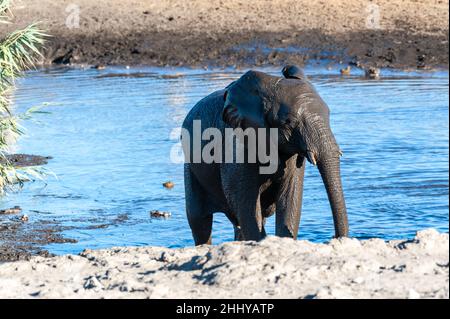 -Un éléphant d'Afrique Loxodonta africana- sortant d'un étang dans le parc national d'Etosha, Namibie, après avoir pris un bain. Banque D'Images