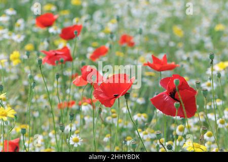 Papaver rhoeas.Coquelicots dans un pré de fleurs sauvages. Banque D'Images