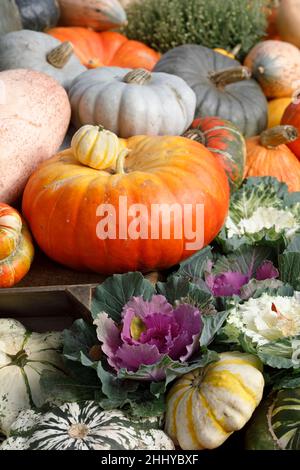 Cucurbita maxima. Les courges et citrouilles coloré affichage à RHS Wisley. Banque D'Images