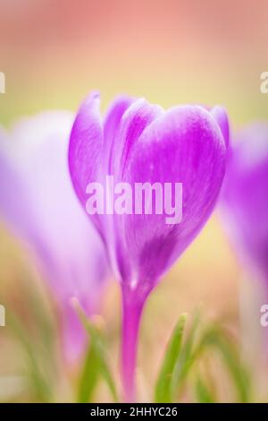 Crocus vernus, plante à fleurs violettes en gros plan. Banque D'Images