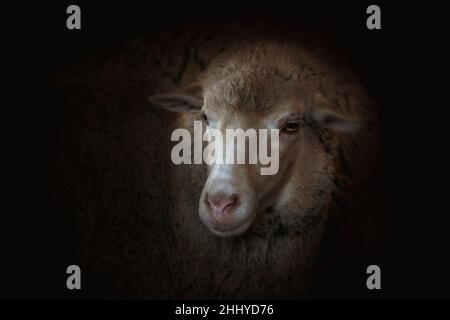 moutons dans une ferme en gros plan corral sur un fond sombre avec une mise au point sélective Banque D'Images