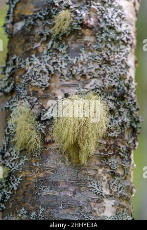 TAFJORD, NORVÈGE - 2020 JUIN 13.Mousse sur un arbre dans la nature. Banque D'Images