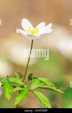 Anemone sylvestris, fleur d'anémone de neige, plante vivace qui fleurit dans une vue détaillée. Banque D'Images