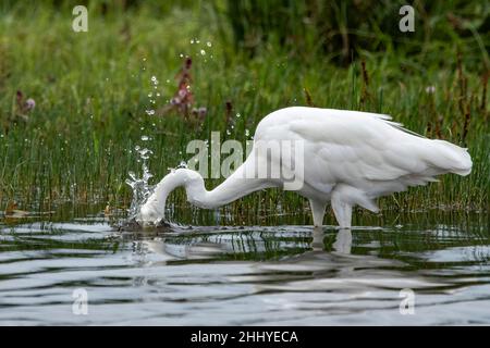 oiseaux , cheval Henson, bovins des Highlands, Saint Firmin les Crotoy, Aigrette garzette, Grande aigrette, Spatule, Cygne Banque D'Images