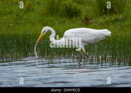 oiseaux , cheval Henson, bovins des Highlands, Saint Firmin les Crotoy, Aigrette garzette, Grande aigrette, Spatule, Cygne Banque D'Images