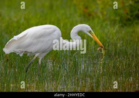 oiseaux , cheval Henson, bovins des Highlands, Saint Firmin les Crotoy, Aigrette garzette, Grande aigrette, Spatule, Cygne Banque D'Images