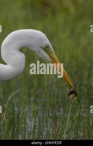 oiseaux , cheval Henson, bovins des Highlands, Saint Firmin les Crotoy, Aigrette garzette, Grande aigrette, Spatule, Cygne Banque D'Images