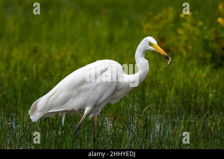 oiseaux , cheval Henson, bovins des Highlands, Saint Firmin les Crotoy, Aigrette garzette, Grande aigrette, Spatule, Cygne Banque D'Images