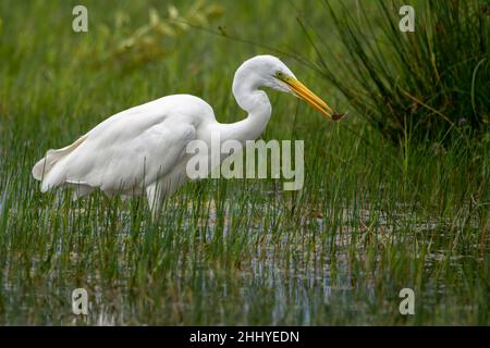 oiseaux , cheval Henson, bovins des Highlands, Saint Firmin les Crotoy, Aigrette garzette, Grande aigrette, Spatule, Cygne Banque D'Images