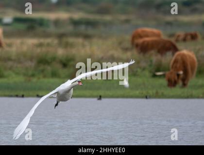Cygnes à Saint Firmin les Crotoy, baie de somme Banque D'Images