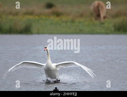 Cygnes à Saint Firmin les Crotoy, baie de somme Banque D'Images