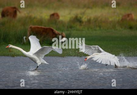 Cygnes à Saint Firmin les Crotoy, baie de somme Banque D'Images