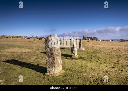 En début d'après-midi, lumière sur la fin du néolithique, âge du bronze précoce pierres debout les Hurlers sur les Meion Downs sur la robuste Bodmin Moor dans Cornwall Royaume-Uni. Banque D'Images