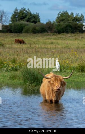 oiseaux , cheval Henson, bovins des Highlands, Saint Firmin les Crotoy, Aigrette garzette, Grande aigrette, Spatule, Cygne Banque D'Images