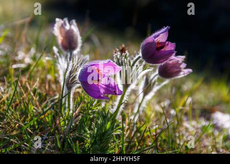 Pasque la floraison au début du printemps des fleurs Banque D'Images