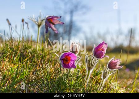 Pasque la floraison au début du printemps des fleurs Banque D'Images