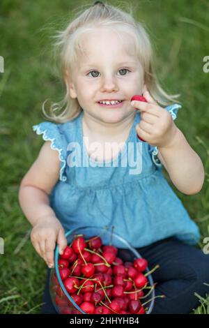 Saison de récolte d'été.Cerises biologiques saines. Banque D'Images