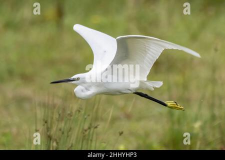 oiseaux , cheval Henson, bovins des Highlands, Saint Firmin les Crotoy, Aigrette garzette, Grande aigrette, Spatule, Cygne Banque D'Images