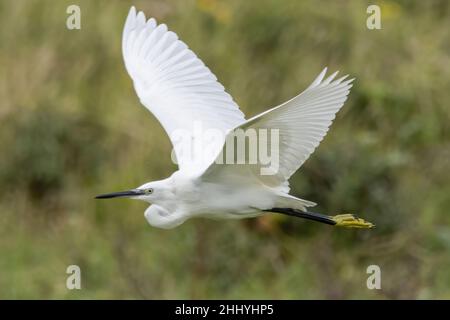 oiseaux , cheval Henson, bovins des Highlands, Saint Firmin les Crotoy, Aigrette garzette, Grande aigrette, Spatule, Cygne Banque D'Images