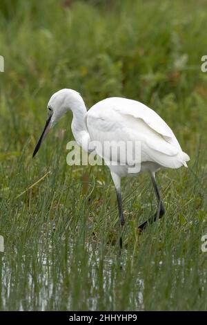 oiseaux , cheval Henson, bovins des Highlands, Saint Firmin les Crotoy, Aigrette garzette, Grande aigrette, Spatule, Cygne Banque D'Images