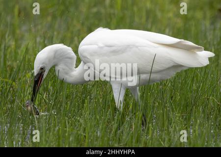 oiseaux , cheval Henson, bovins des Highlands, Saint Firmin les Crotoy, Aigrette garzette, Grande aigrette, Spatule, Cygne Banque D'Images