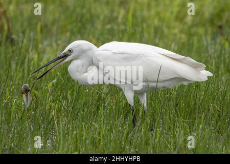 oiseaux , cheval Henson, bovins des Highlands, Saint Firmin les Crotoy, Aigrette garzette, Grande aigrette, Spatule, Cygne Banque D'Images