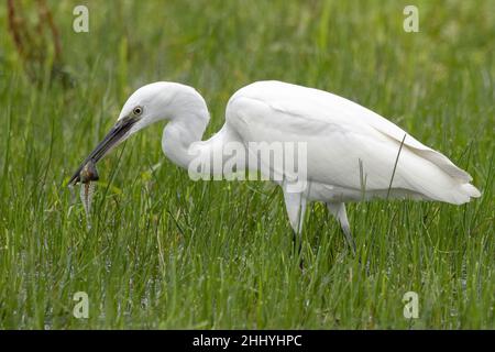 oiseaux , cheval Henson, bovins des Highlands, Saint Firmin les Crotoy, Aigrette garzette, Grande aigrette, Spatule, Cygne Banque D'Images