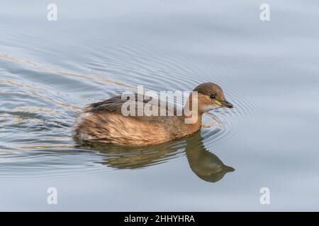 Le petit grèbe Tachybaptus ruficollis, également connu sous le nom de dabchick, fait partie de la famille des grèbe d'oiseaux aquatiques Banque D'Images