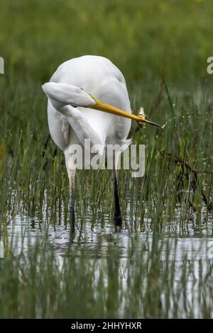 oiseaux , cheval Henson, bovins des Highlands, Saint Firmin les Crotoy, Aigrette garzette, Grande aigrette, Spatule, Cygne Banque D'Images